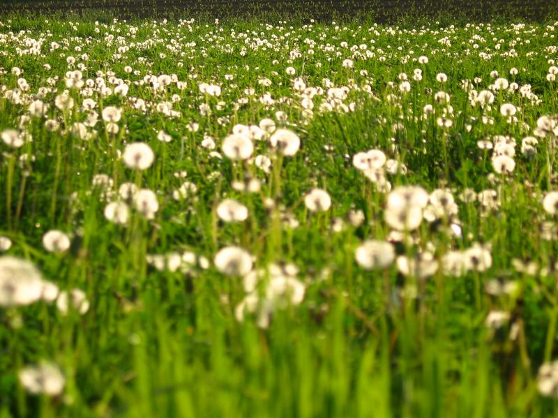 Dandelions