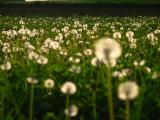 Dandelions in Sunset