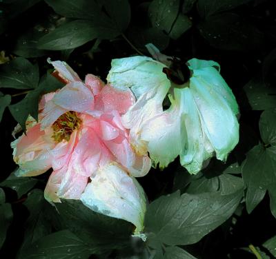 flowerDSC00969.jpg