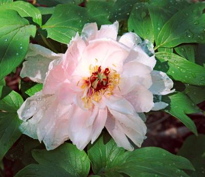 peonyinlightDSC00968.jpg