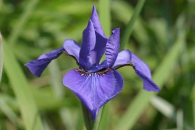 Pale blue Japanese Iris