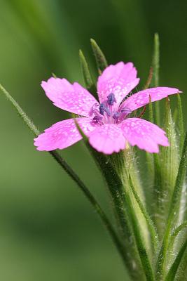 Wild Flowers