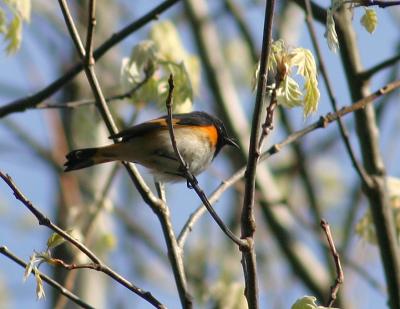 American Redstart