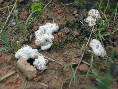 Dead Man's Fingers (early stage)