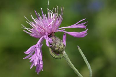 Spotted Knapweed - Centaurea maculosa