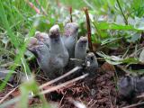 Dead Mans Fingers