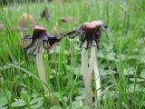 Common Ink Cap
