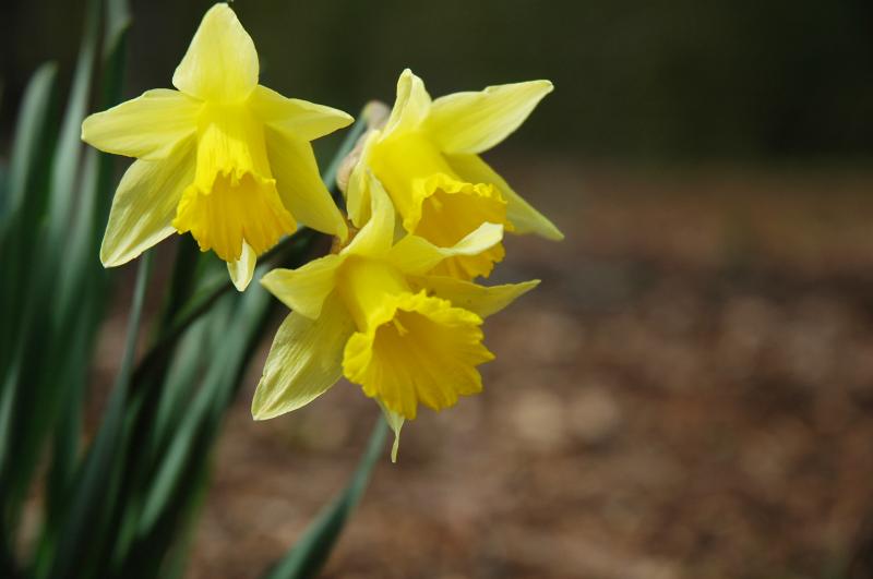 Woodburn daffodils 0785