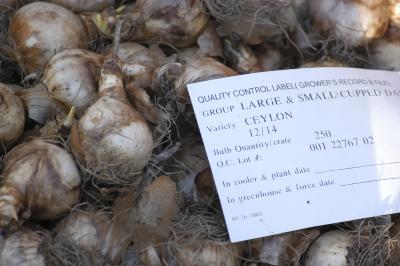 CEYLON variety daffodils 1474