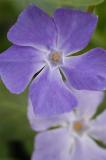 Large Periwinkle 3259