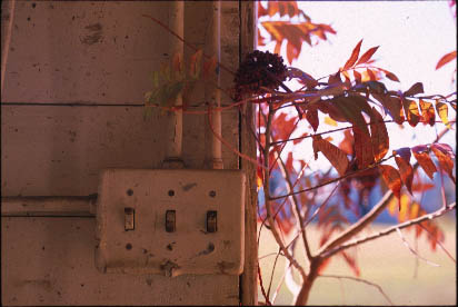 Light switches and sumac