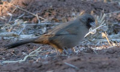 Aberts Towhee (20D) IMG_0231_filtered pbase 10-4-04.jpg