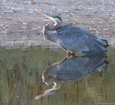 Great Blue Heron IMG_0258_filtered pbase 10-4-04.jpg
