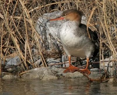 u45/bcurrie/medium/39824071.RedbreastedMerganser20DIMG_1340_filteredpbase21505.jpg