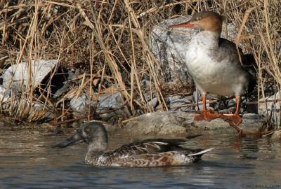 u45/bcurrie/medium/39824072.RedbreastedMerganser20DwNoShovelorIMG_1353_filteredpbase21505.jpg