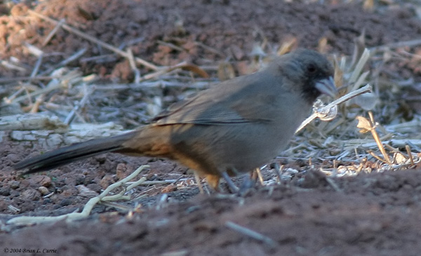 Aberts Towhee (20D) IMG_0231_filtered pbase 10-4-04.jpg