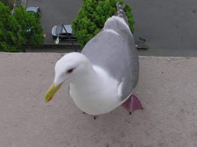 our resident window seagull,  Larry Segal