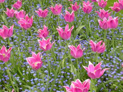 pink spider tulips