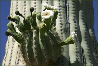 Saguaro Arm