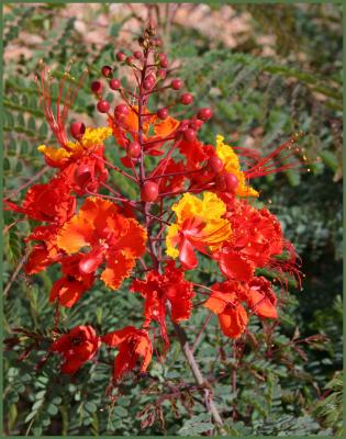 Red Mexican Bird of Paradise