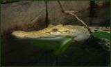 Golden Crocodile