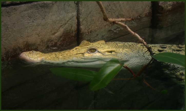 Golden Crocodile