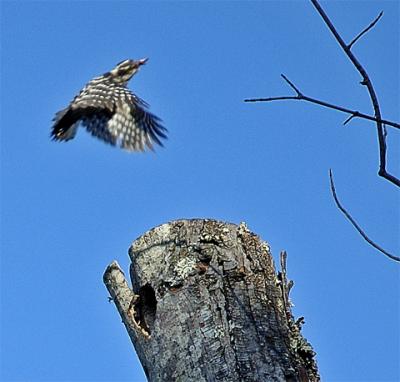I guess I was too close to the nest when this woodpecker came by.  Instead of landing, it took off.  A polite way, I guess, of asking me to leave.
