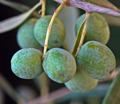 Art and Olive Festival