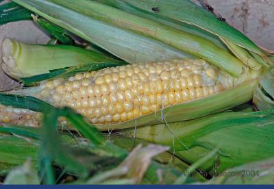 Last Corn of the Season