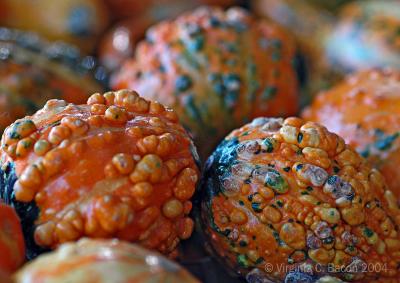 Gourdeous Gourds #2