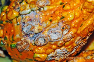 u45/beaucamera/medium/34658554.gourdeous4.jpg