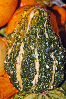 Gourdeous Gourds #5