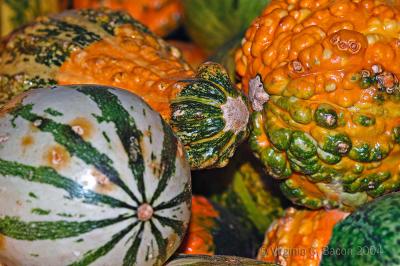 Gourdeous Gourds #7
