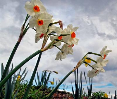 Jonquils Amid the Clouds