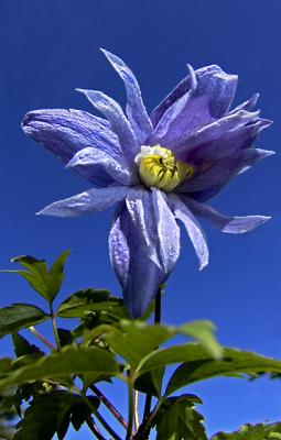  Clematis Mid-Morning