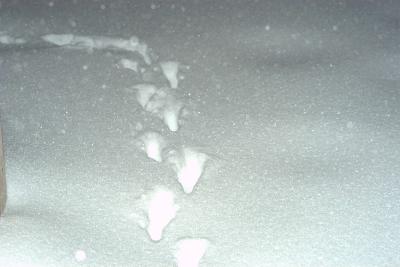 Snow Day 16 Feb 2003
