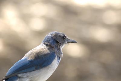 Scrub Jay