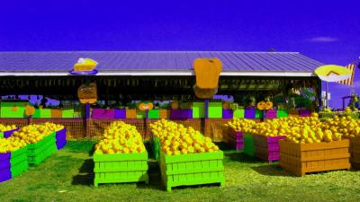 cox farm 10.JPG