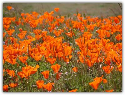 Thick with Poppies