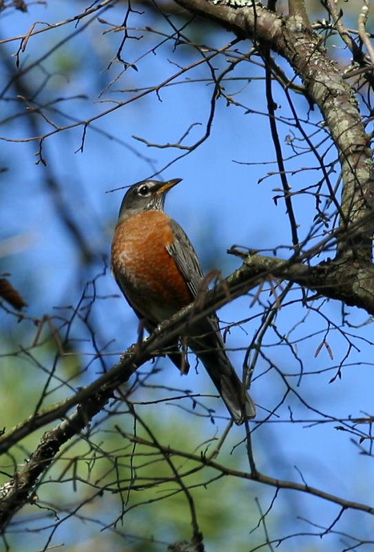AMERICAN ROBIN