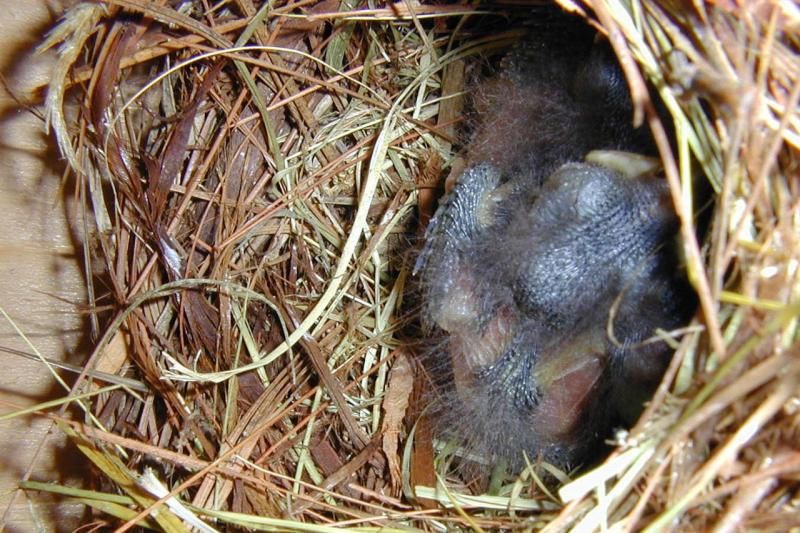 Bluebird Hatchlings II