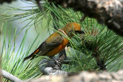 Red Crossbill Extracting Pine Seed
