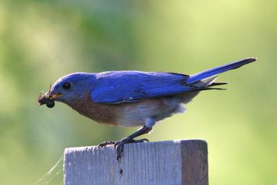 Eastern Bluebird with Snack