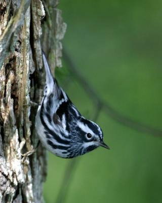 Black and White Warbler II