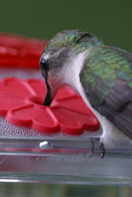 Ruby-throated Hummingbird I