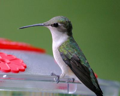 Ruby-throated Hummingbird II