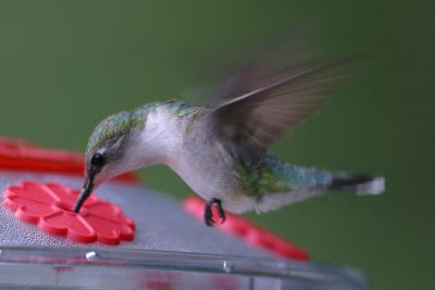 Ruby-throated Hummingbird III