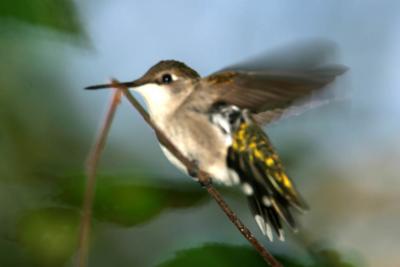Ruby-throated Hummingbird IV