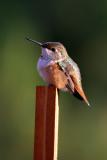 Rufous Hummingbird