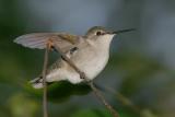 Ruby-throated Hummingbird V